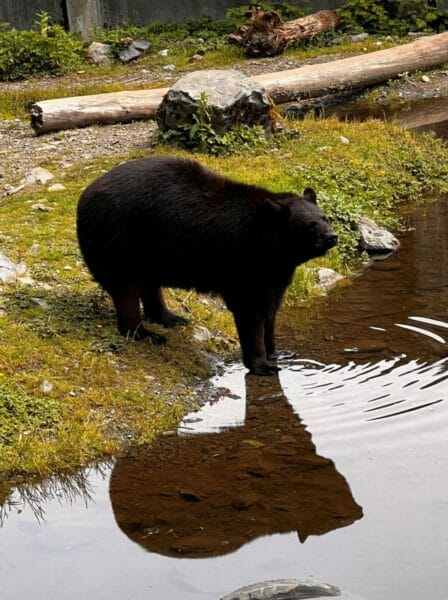 Sitka Cruise Port black bear