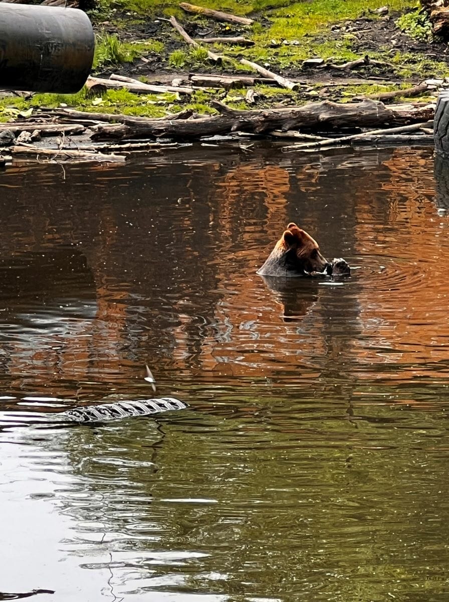 Sitka Cruise Port Fortress of the Bear