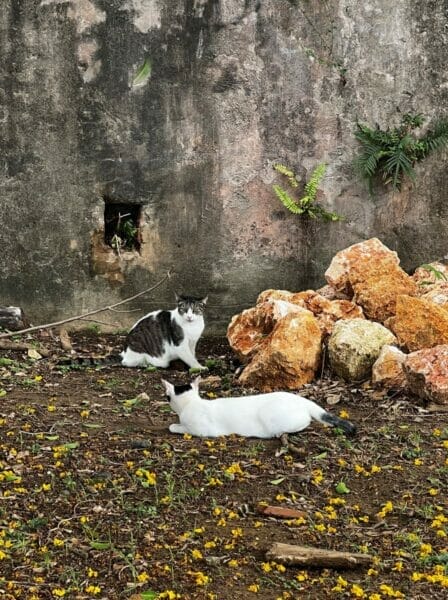 Feral cats in Old San Juan