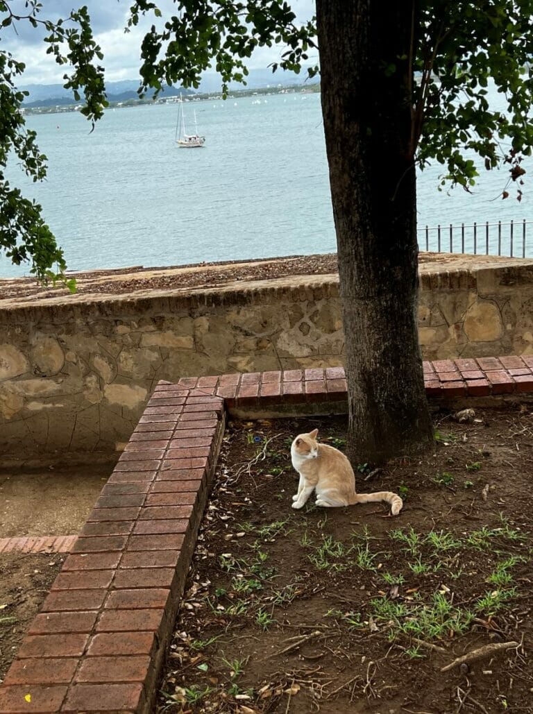 Feral cats in Old San Juan