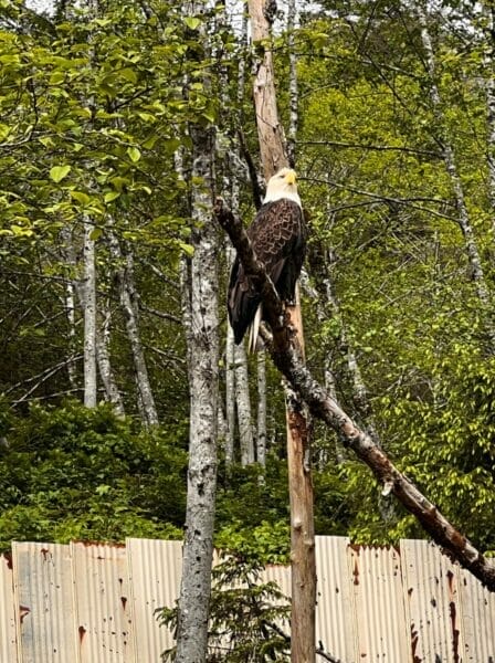 Bald eagles in Sitka Cruise Port
