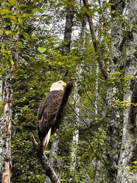 Bald eagles in Sitka Cruise Port