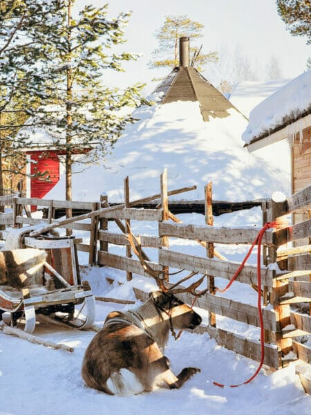 Reindeer farm