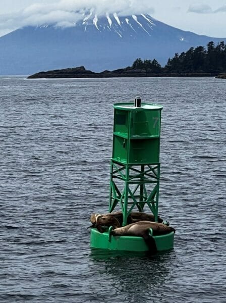 Sitka cruise port sea lions