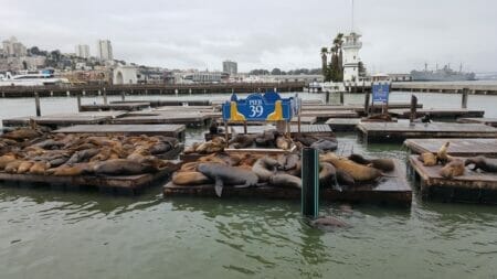 Seals at Pier 39 in San Francisco