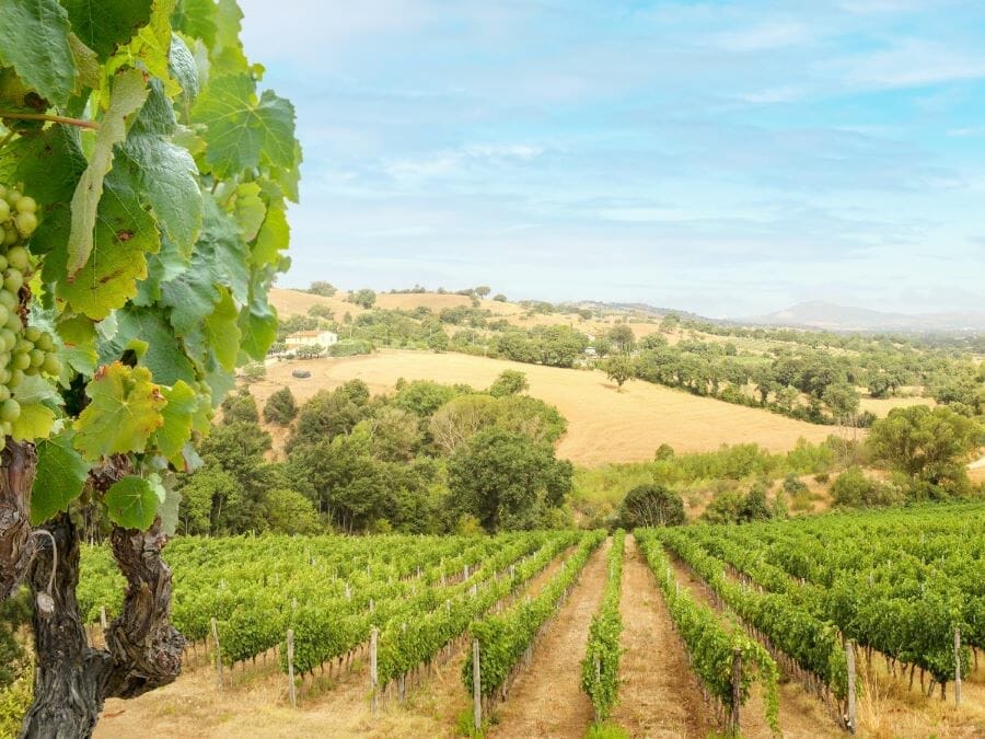 Sonoma wine country