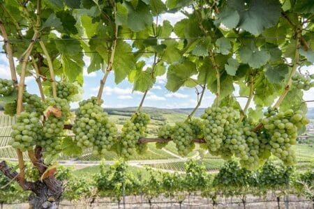 Sonoma Valley Wine Tour