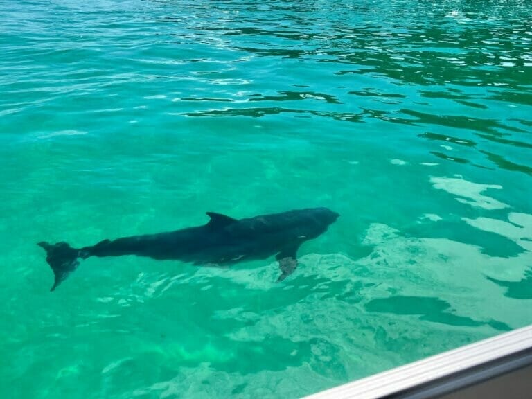 Dolphin at Crab Island