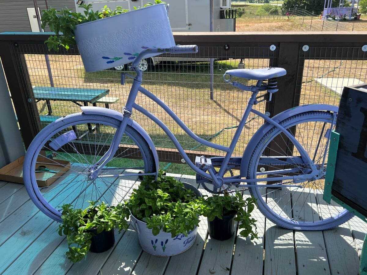 Luling Lavender Fields
