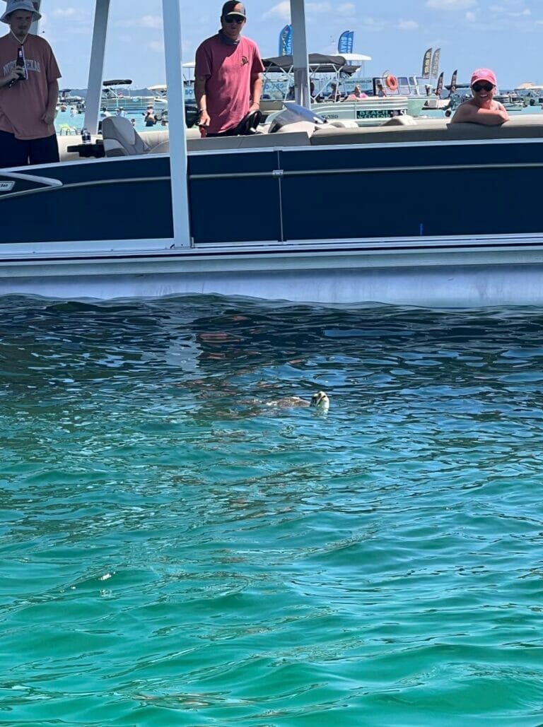 Sea Turtle at Crab Island