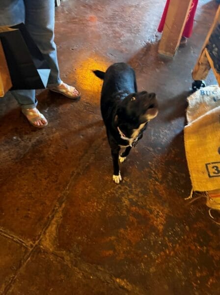 Shop dog in Boerne