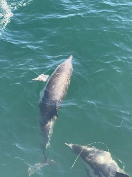 Monterey Bay dolphins
