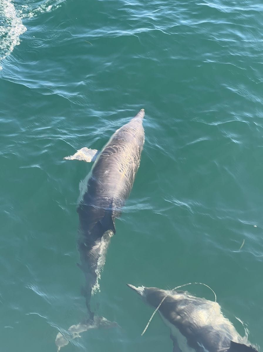Monterey Bay dolphins