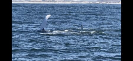 Binoculars for whale hot sale watching from shore