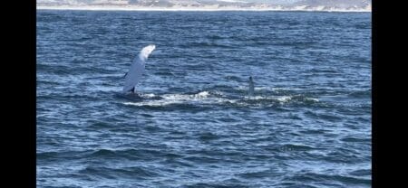 humpback fin flap in Monterey Bay