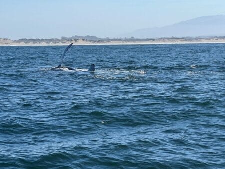 humpback fin flap in Monterey