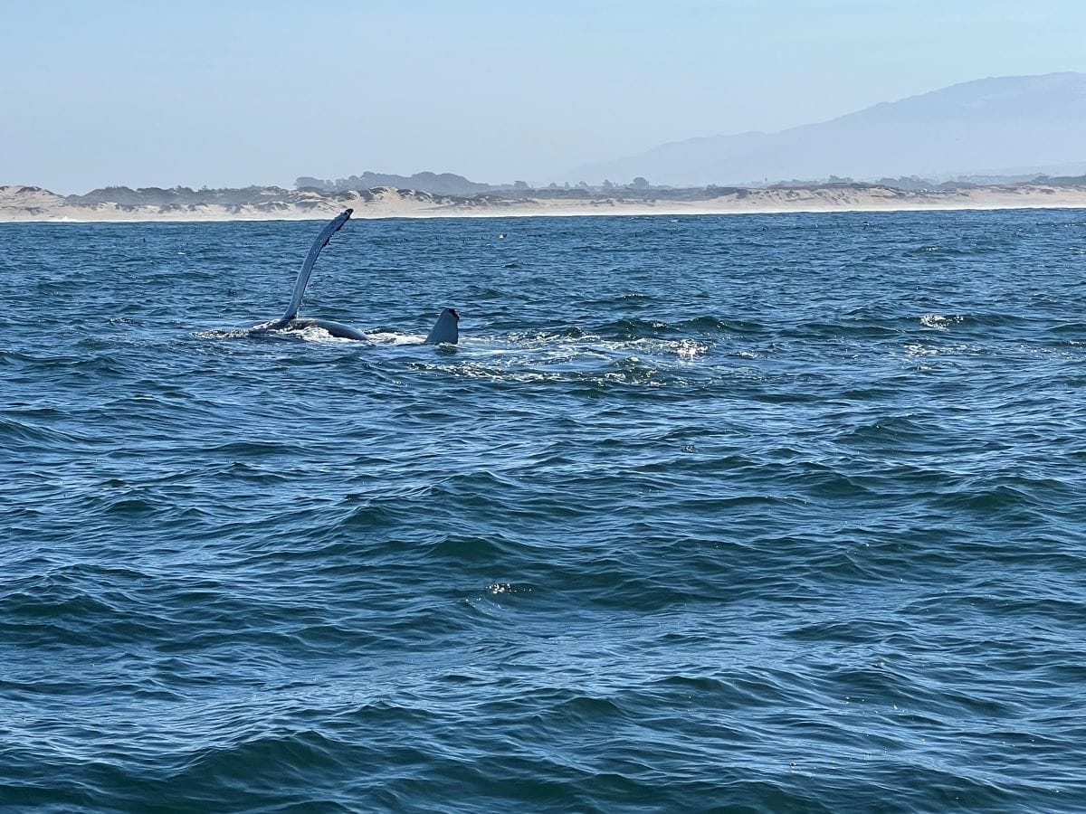 humpback fin flap in Monterey