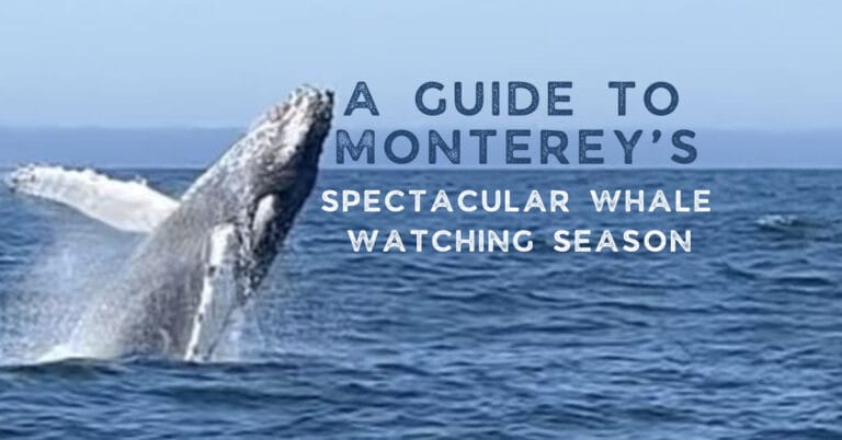 A Guide to Monterey’s Spectacular Whale Watching Season