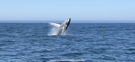 humpback whale breach in Monterey