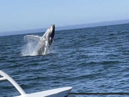 whale watching in Monterey
