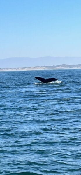 whale tail in Monterey Bay