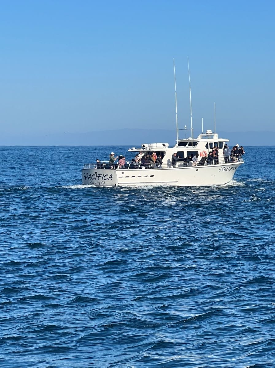 whale watching tour in Monterey