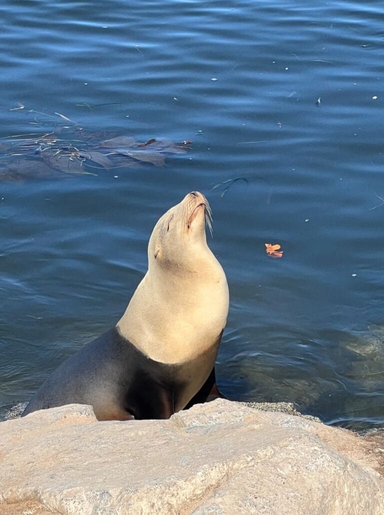 Sea lion in Monterey Bay