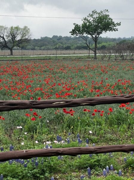 Texas Hill Country field of flowers