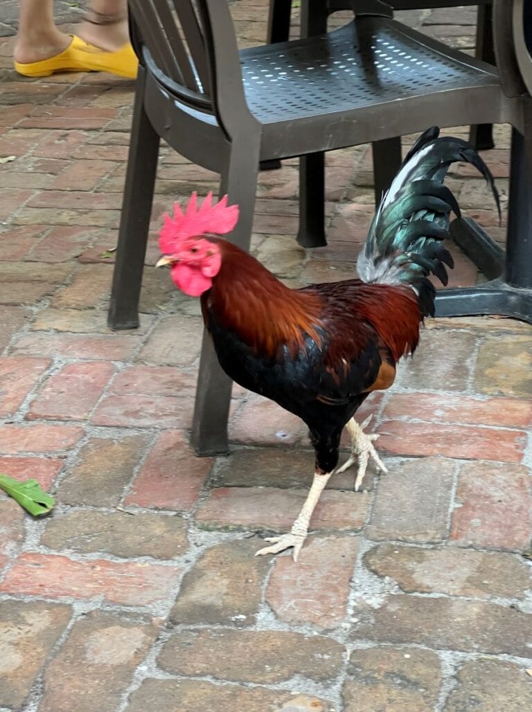 rooster at Blue Heaven