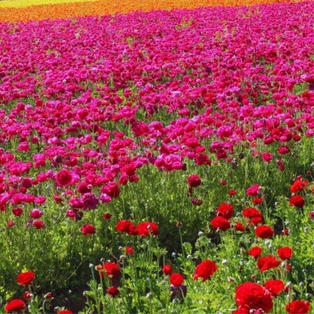 fields of flowers in Carlsbad CA