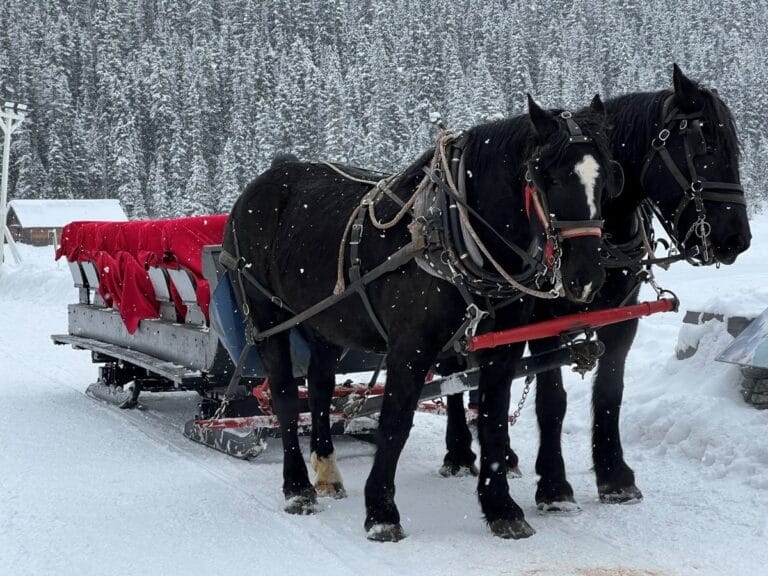 Horse sleigh ride around Lake Louise