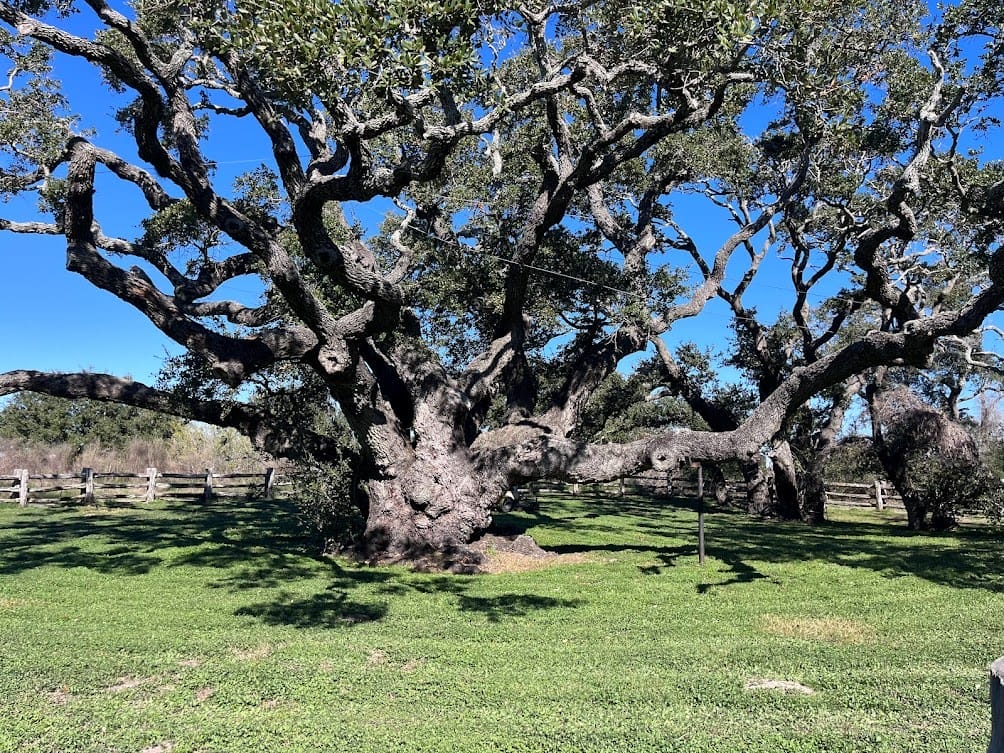 The Big Tree at Goose Island State Park