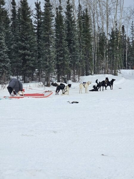dog sledding in Fairbanks, AK