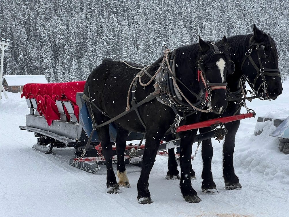 sleigh ride at Lake Louise