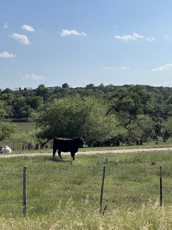 cattle in the field