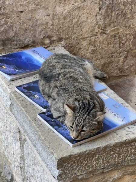 cats of Kotor