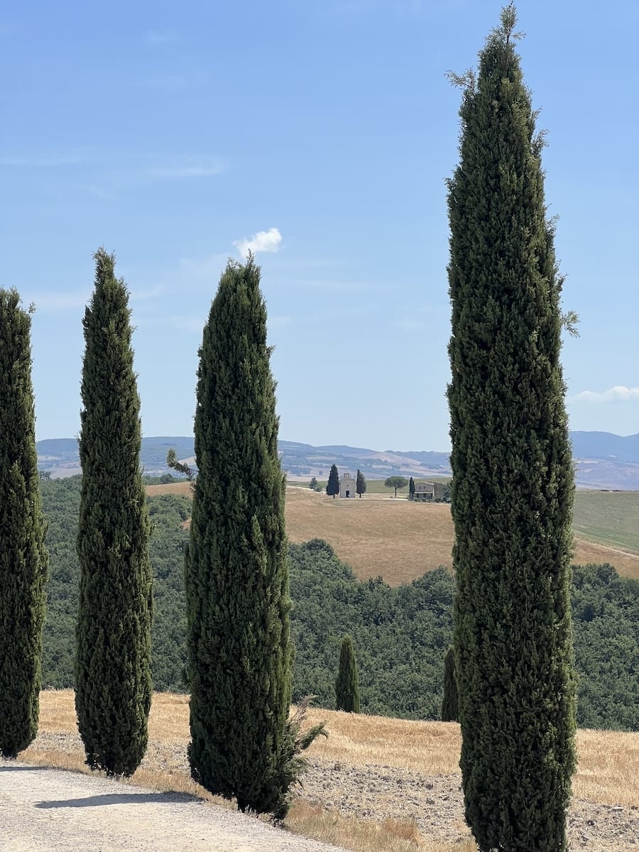 cypress trees in Tuscany, Italy