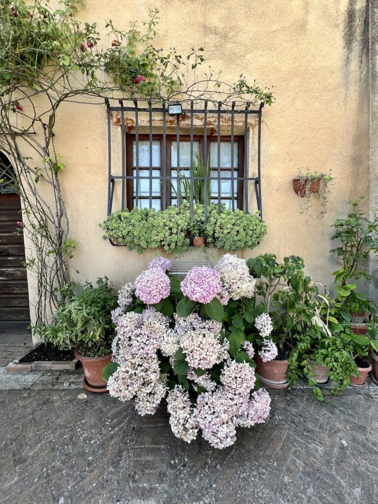 flowers in front of window sill