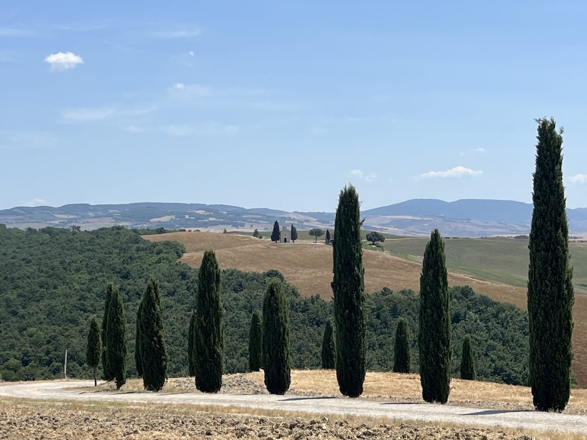 cypress tree lined road