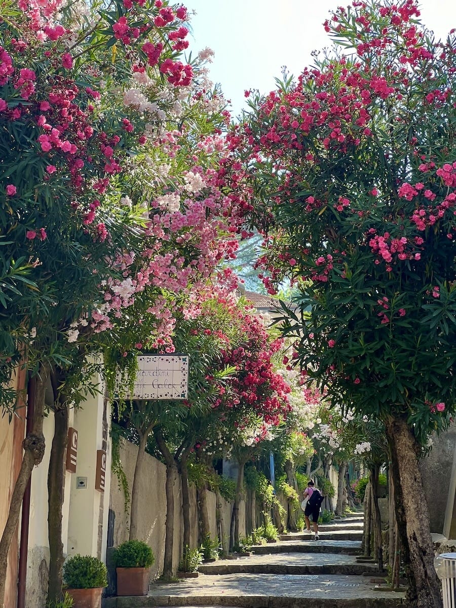 Ravello tree lined street