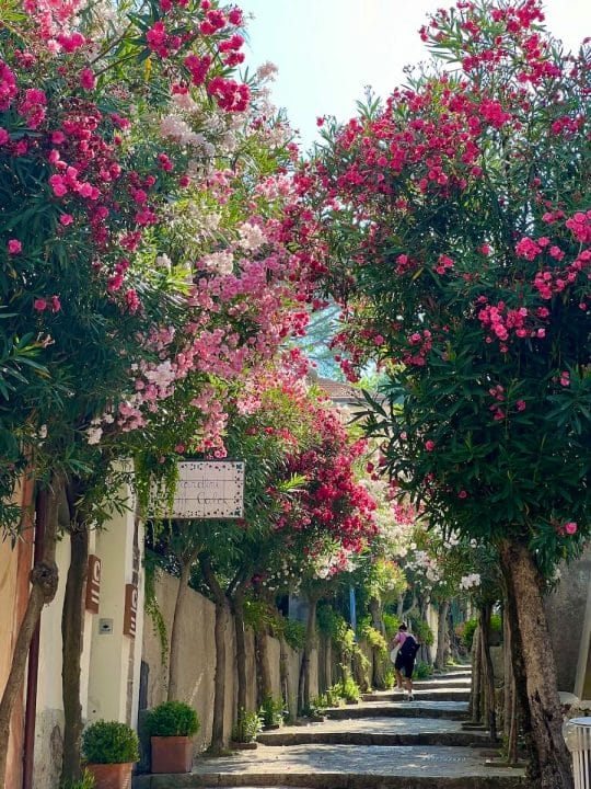 Ravello tree lined street