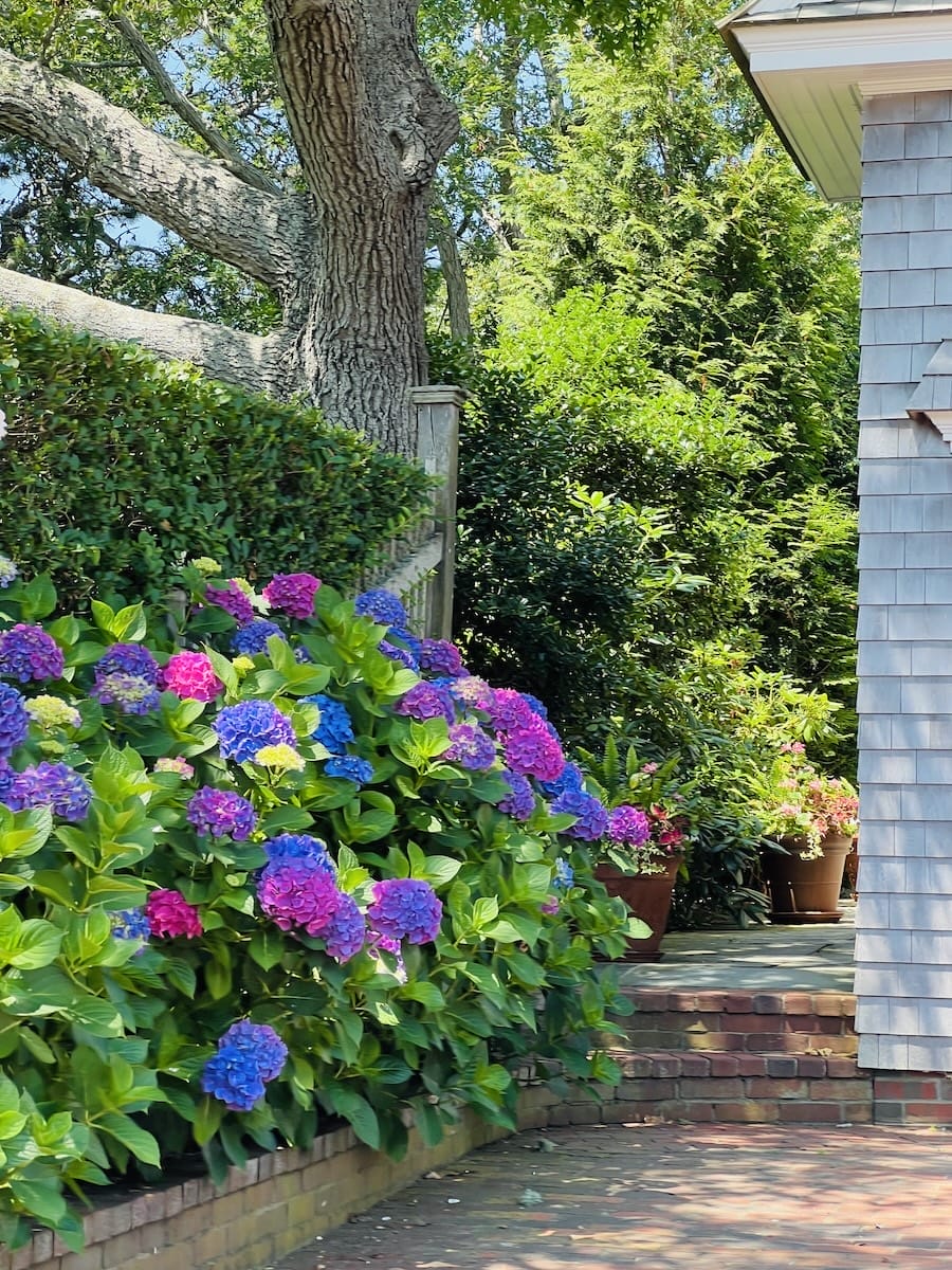 flowers in Martha's Vineyard