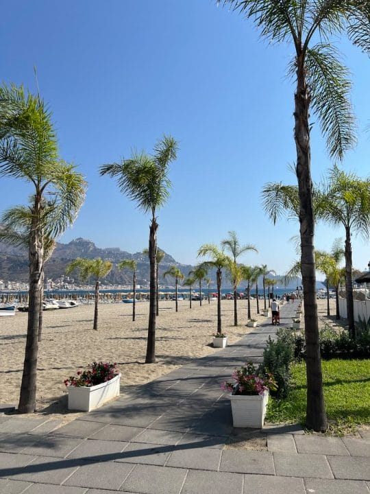 palm tree lined boardwalk