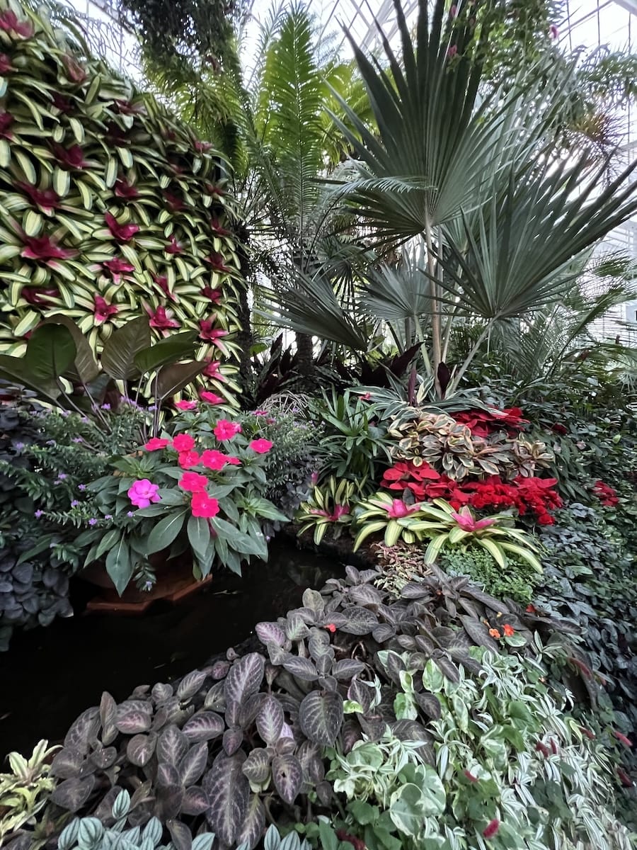Conservatory plants
