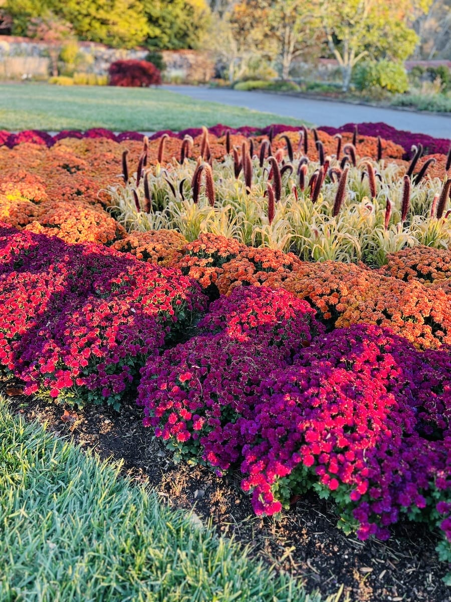 Biltmore fall flowers