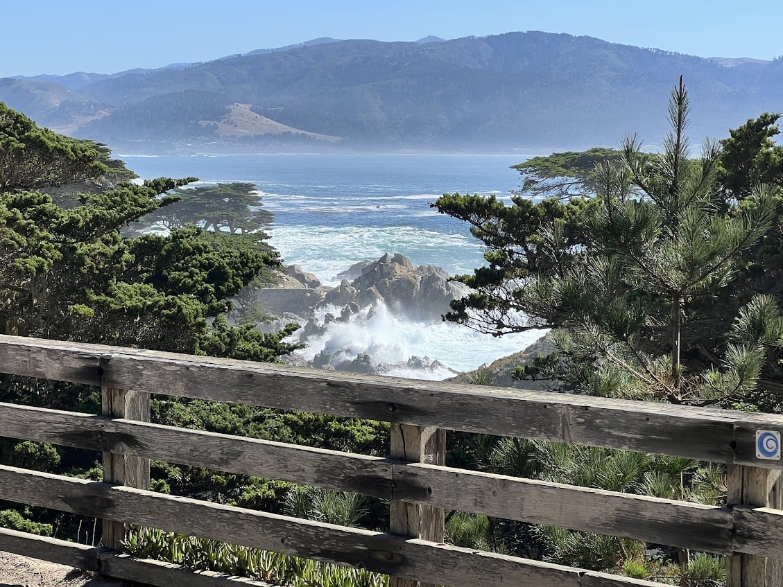 view from boardwalk at Lone Cypress