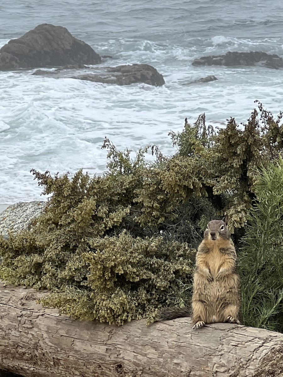 chunky squirrel by the ocean