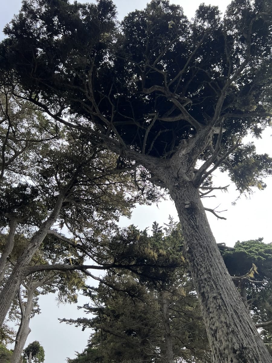 giant cypress trees