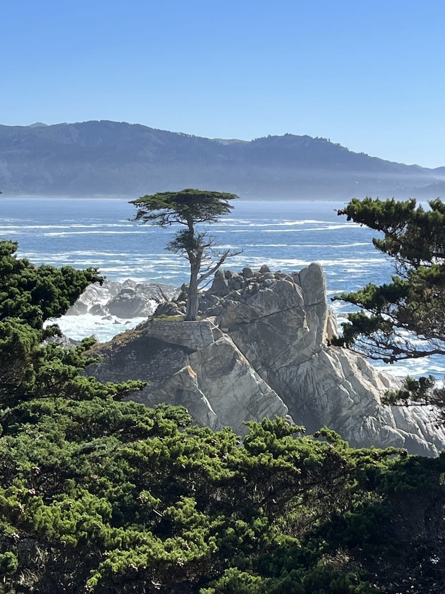 Lone Cypress tree