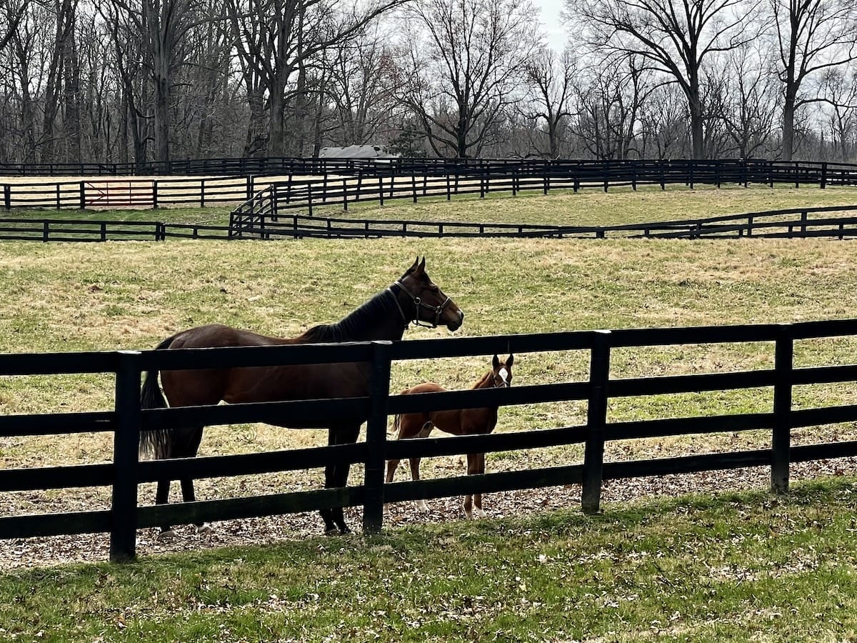 Hermitage farm horses